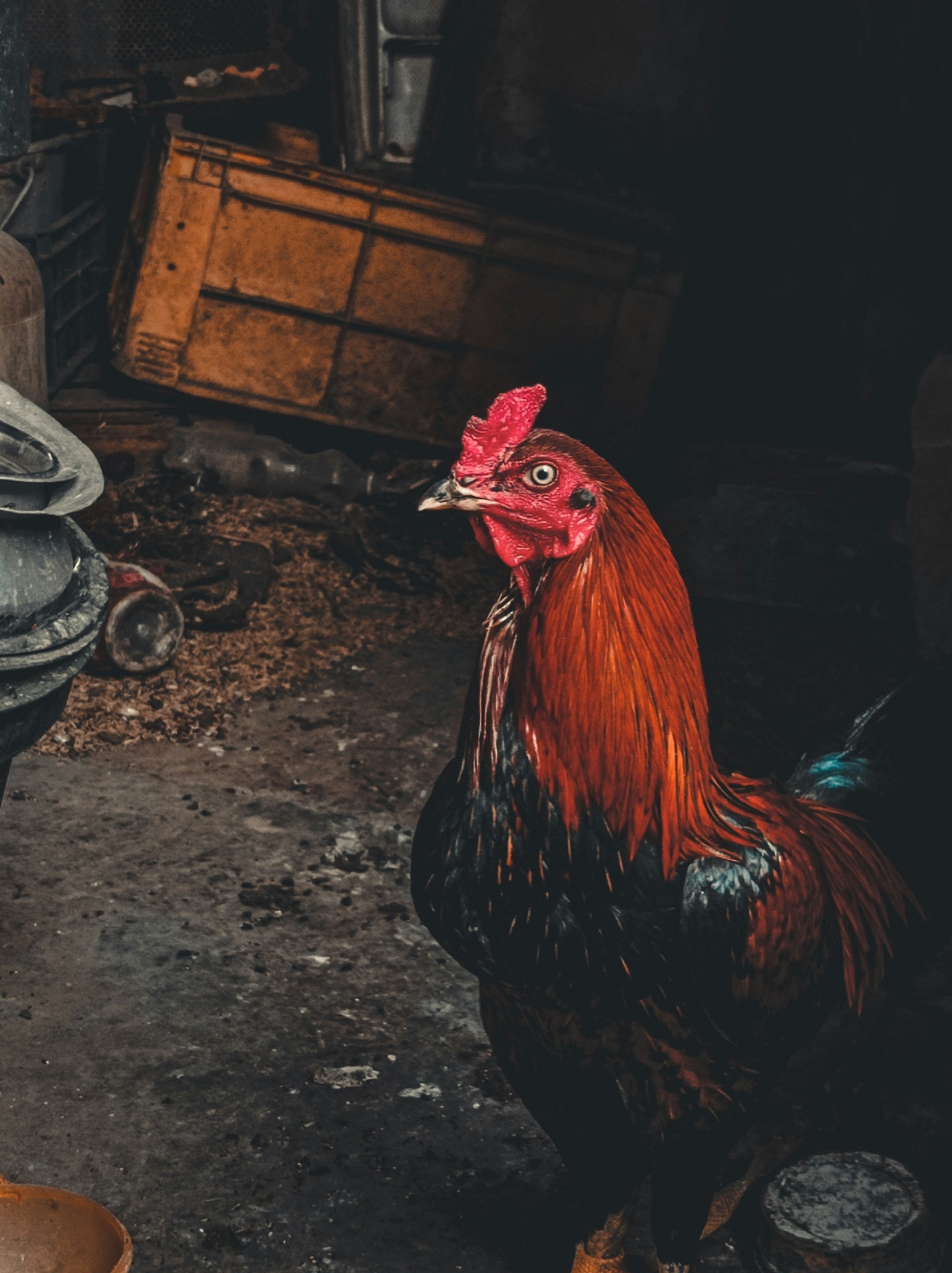Free-range rooster at Kendro Farms, Kwale Kenya