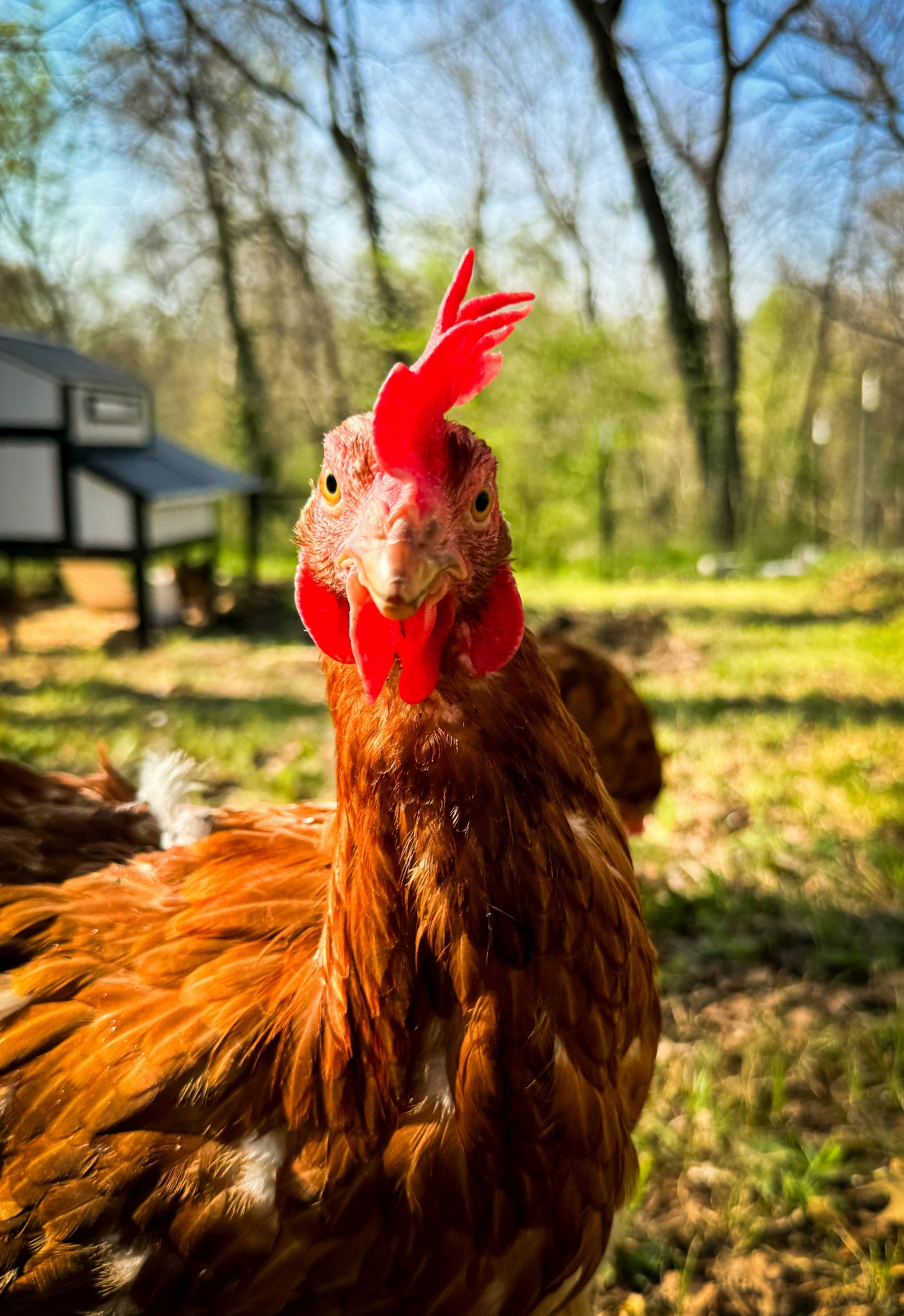 Farm-raised chicken, delivered fresh. — Kendro Farms