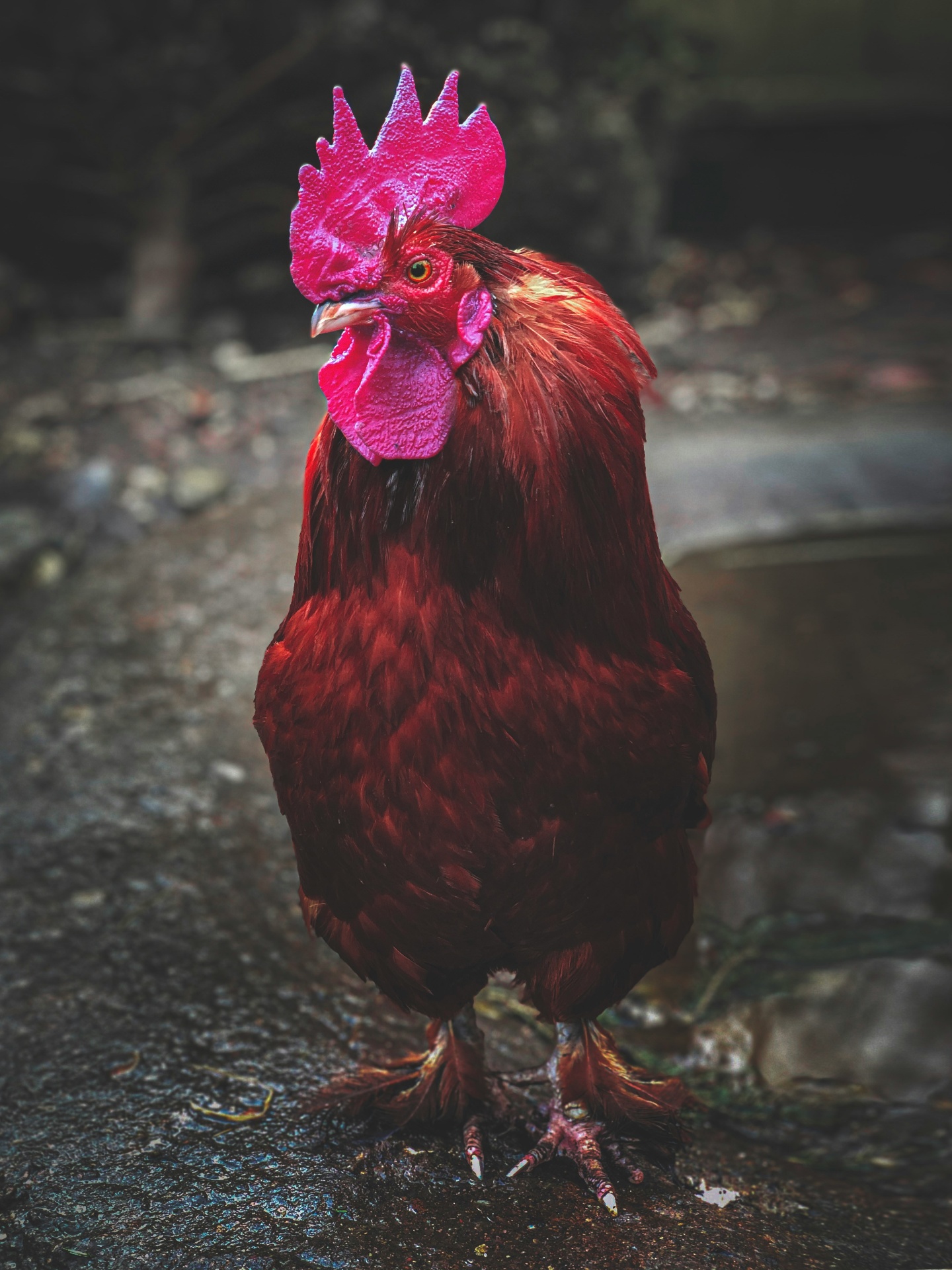 Kienyeji Cockerel