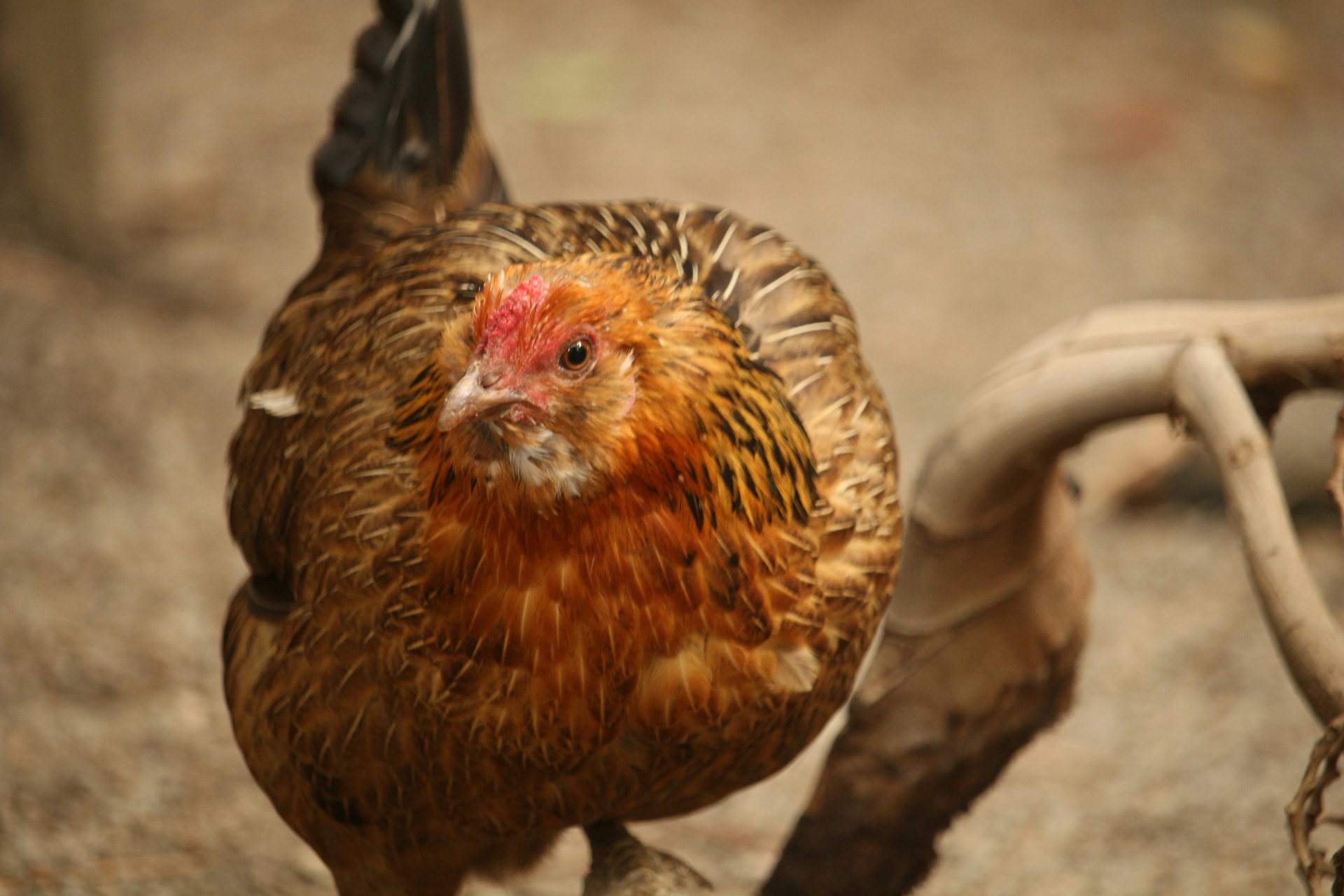 Kienyeji Hen